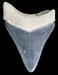 Serrated Bone Valley Megalodon Tooth #18326-1
